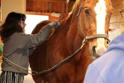 Brushing Rolex, the horse